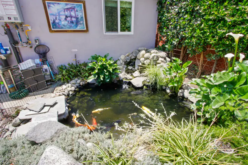 Koi pond surrounded by plants