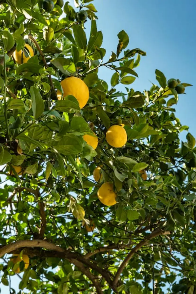 Lemon tree in the courtyard